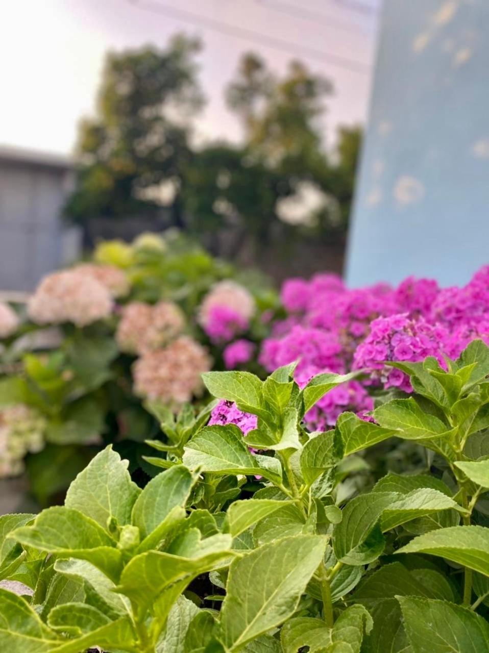 Mia Guest House - Entire Home With Balcony & Garden Дивяка Екстериор снимка